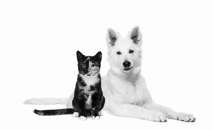 mačka i belo štene ispred bele pozadine