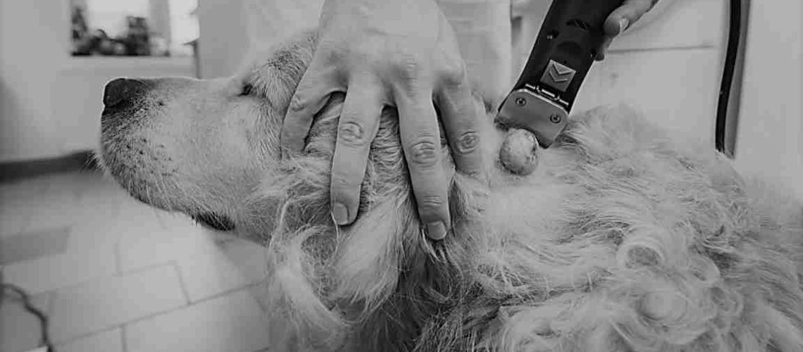 Golden retriever in the animal hospital. Veterinarian preparing the dog for surgery.