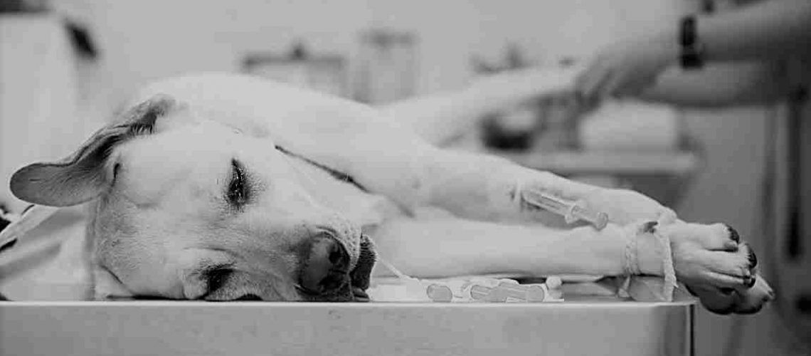 Labrador na operacionom stolu u veterinarskoj ambulanti