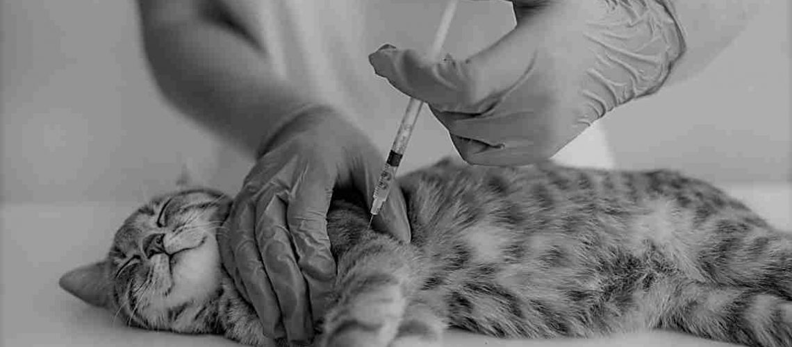 Doctor veterinarian giving injection insulin to a cat at the veterinary clinic. Veterinary medicine concept.