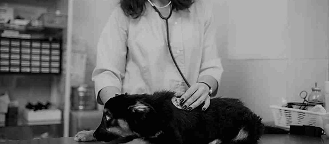Female veterinarian examining dog, veterinary clinic. Vet doctor, treatment a sick dog