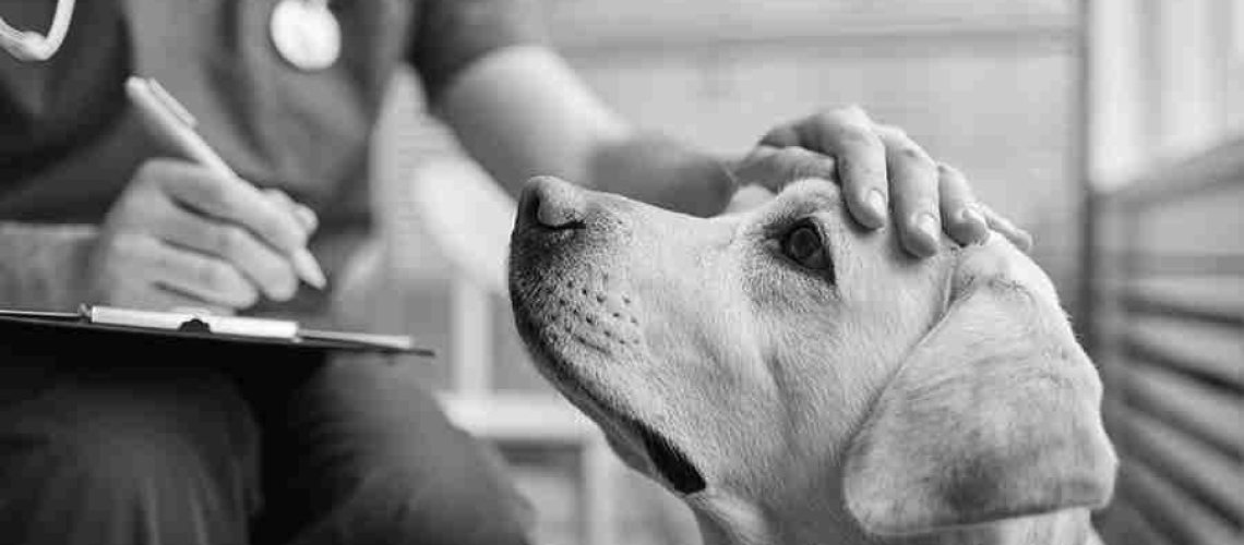 Close up of white Labrador dog at vet clinic with male veterinarian stroking his head, copy space